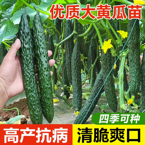 大黄瓜苗秧苗带土嫁接老品种春季