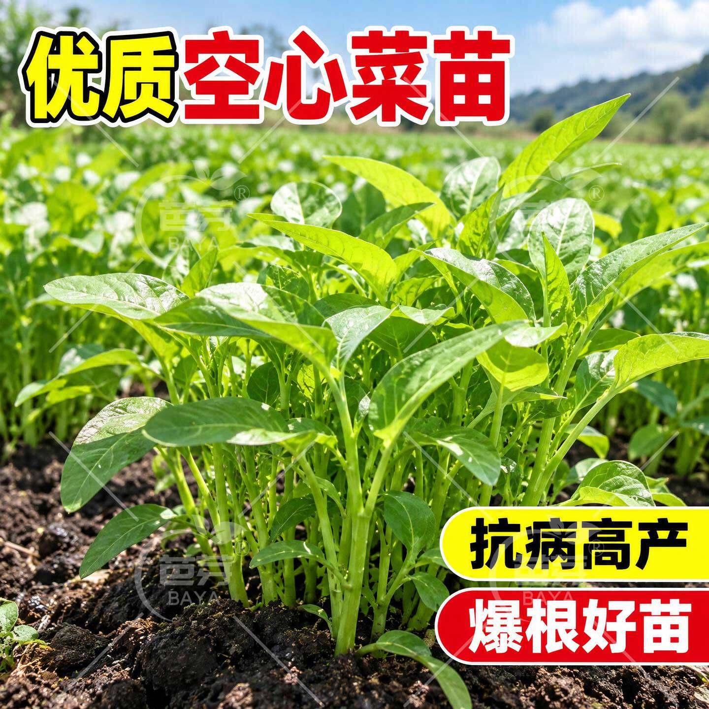 三叉空心菜苗带根老品种白梗大叶小柳叶江西空心菜种阳台春季菜苗