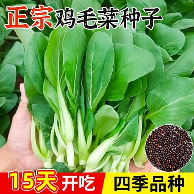 鸡毛菜菜籽种四季速生阳台盆栽