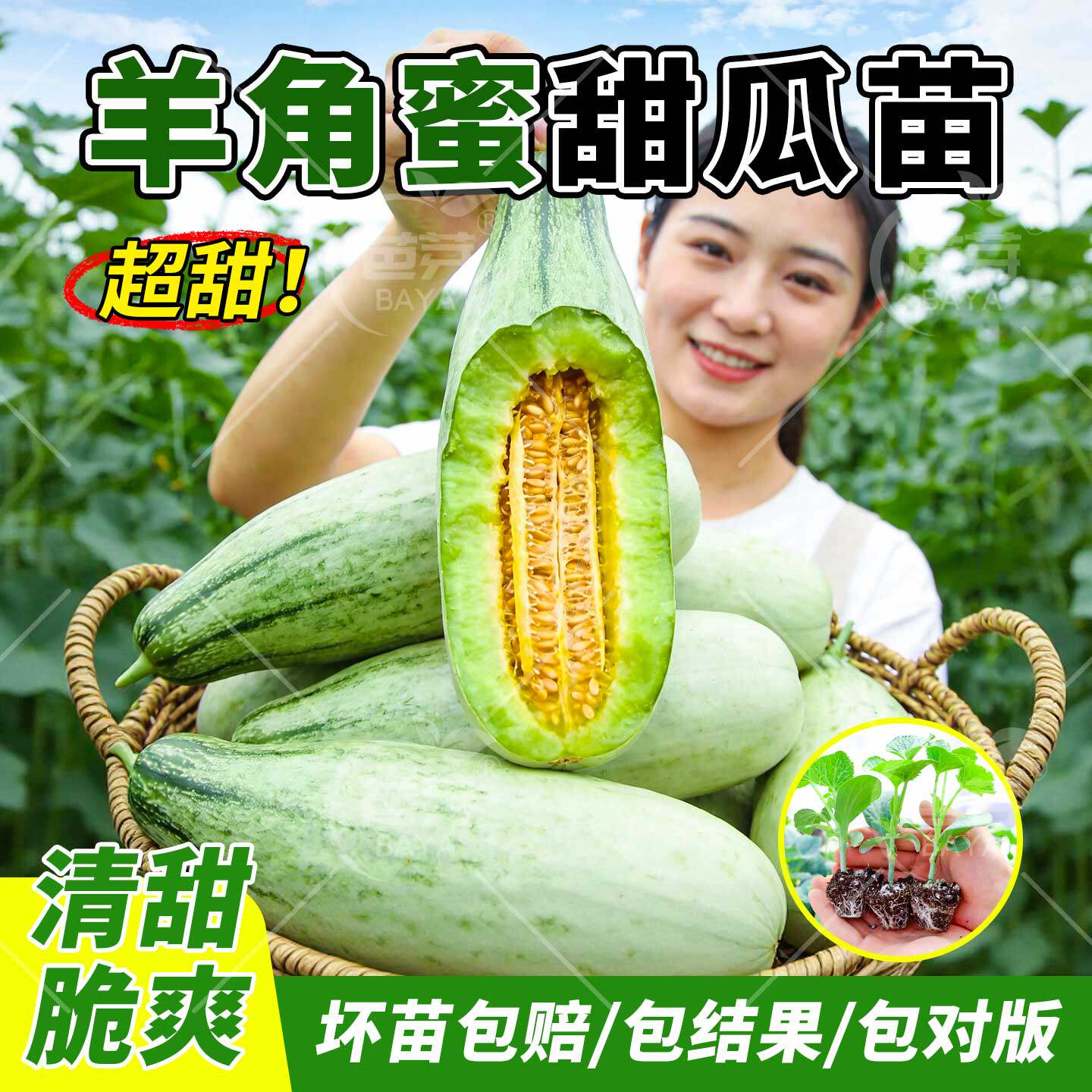 超甜羊角蜜甜瓜苗秧苗香瓜苗带土嫁接绿宝石博洋九四季盆栽蔬菜苗