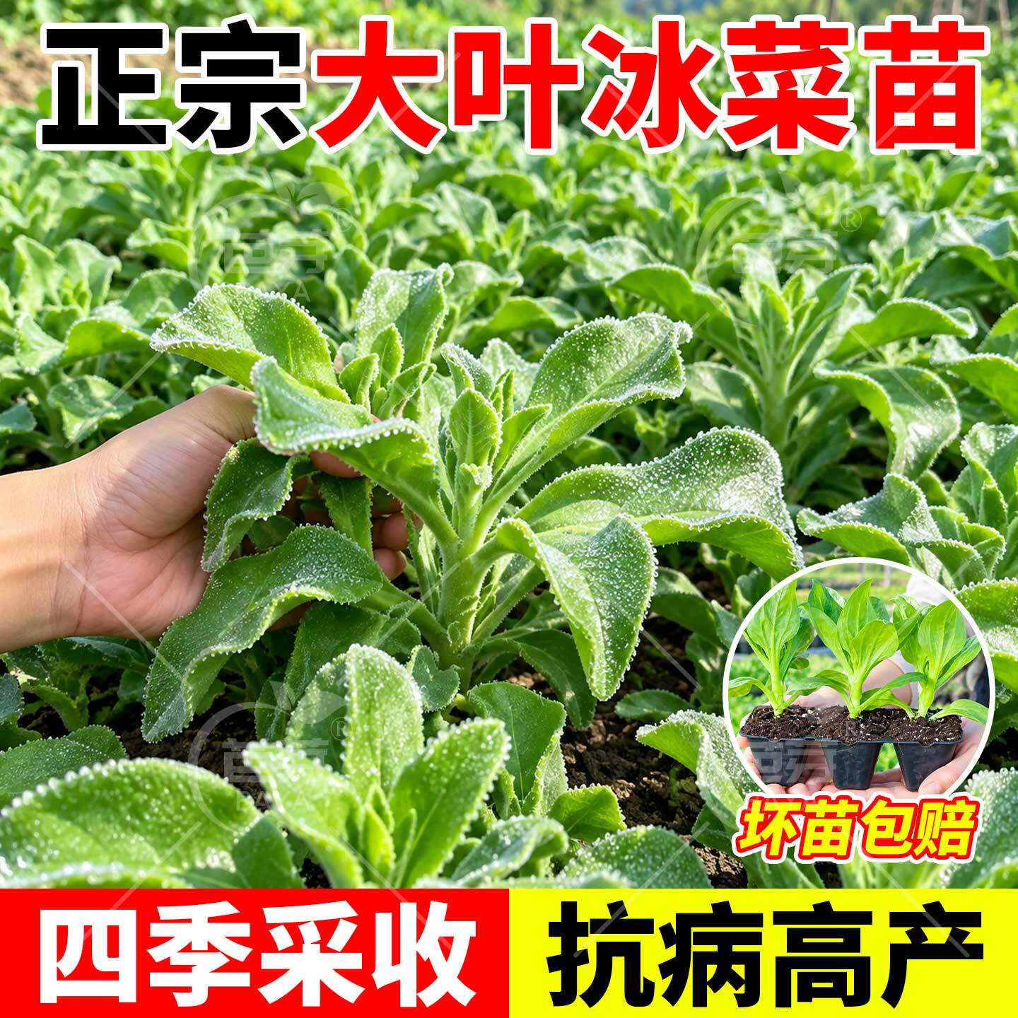 正宗水晶大叶冰菜苗带土大秧苗冰草幼苗种籽高产阳台盆栽蔬菜苗