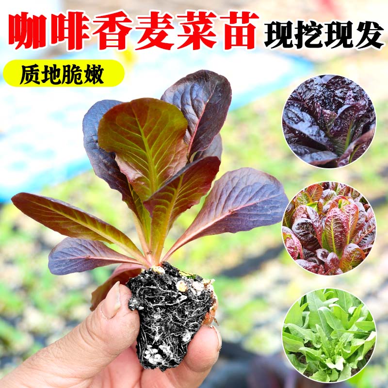 咖啡香麦菜苗红油麦菜苗四季秧苗种苗广东油麦菜种籽秋冬蔬菜苗