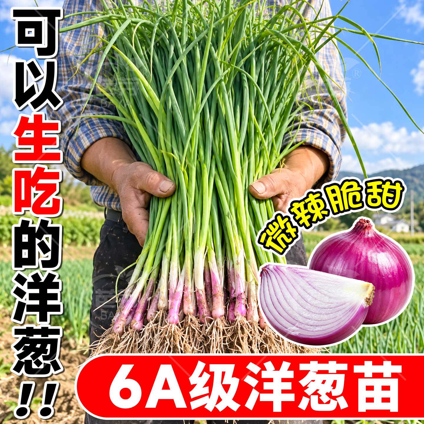 现挖现发紫皮洋葱苗秧带根红皮水果圆葱特大扁圆老品种批发蔬菜苗