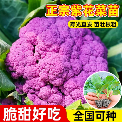 紫花菜秧苗带土发货高产耐寒