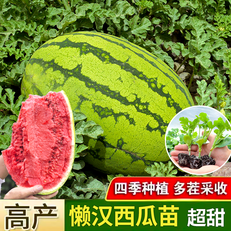 寿光特大懒汉西瓜苗高产早熟超甜沙瓤黑皮西瓜秧苗嫁接苗四季盆栽