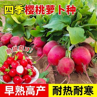 樱桃小萝卜种子种籽水果罗卜籽种高产阳台四季盆栽菜种孑红菜籽子