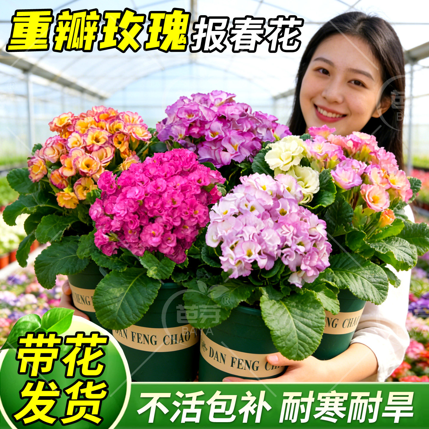 欧洲重瓣玫瑰报春花盆栽带花苞耐寒观赏年宵花四季开花好养易爆花