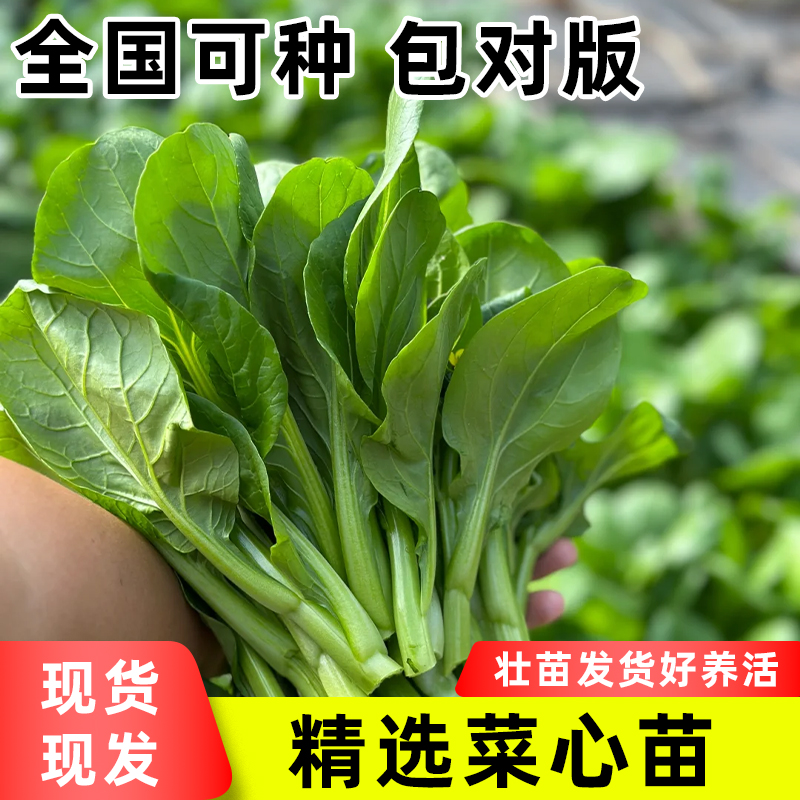 广东四九菜心种子四季种植红菜苔速生青菜种籽易活蔬菜苗秧菜籽孑