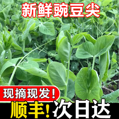 新鲜现摘豌豆尖当季四川