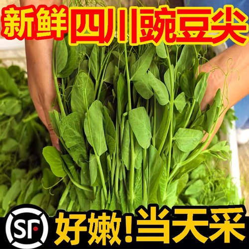 新鲜现摘豌豆尖新鲜蔬菜农家自种