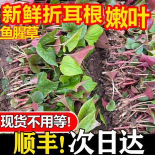 四川新鲜鱼腥草叶子现摘折耳根鱼嫩根嫩叶当季时令蔬菜凉拌猪鼻孔
