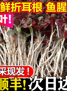 四川现挖野菜鱼腥草新鲜折耳根嫩根嫩芽凉拌节儿根侧儿根带叶包邮