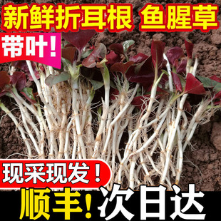 四川现挖野菜鱼腥草新鲜折耳根嫩根嫩芽凉拌节儿根侧儿根带叶包邮