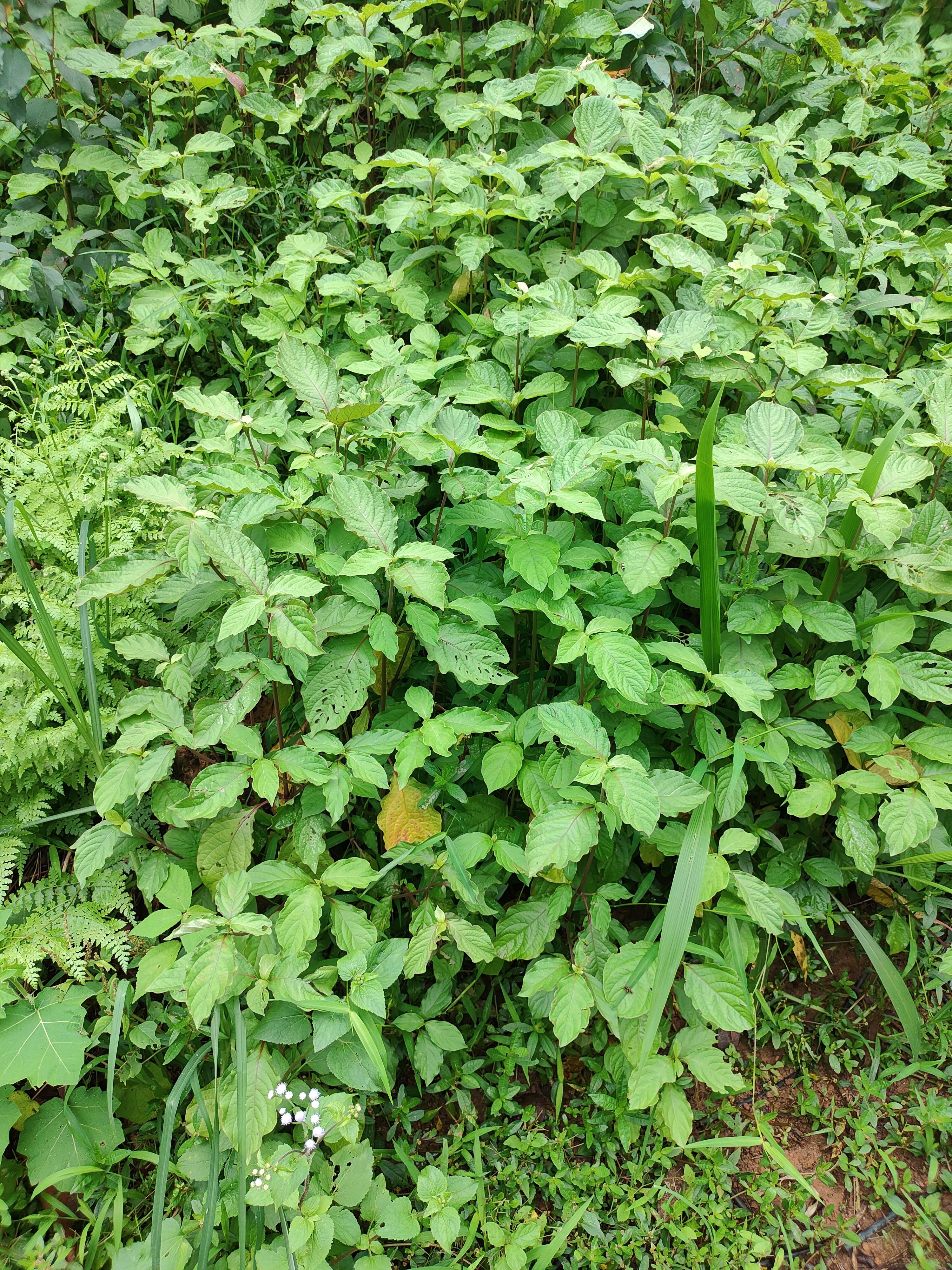 新鲜土牛膝 倒扣草中草药接骨草倒钩草 整棵全草 纯根,现采现发