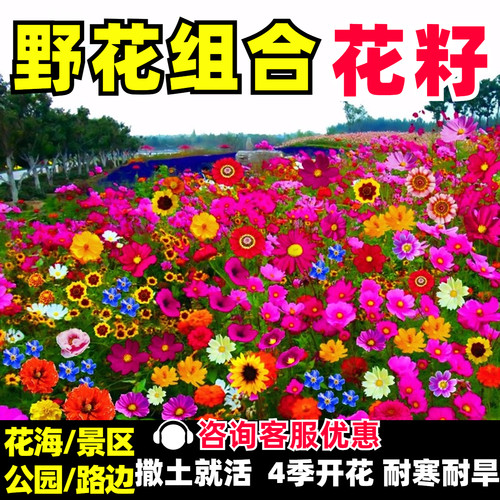 四季野花组合种子易种易活花期长