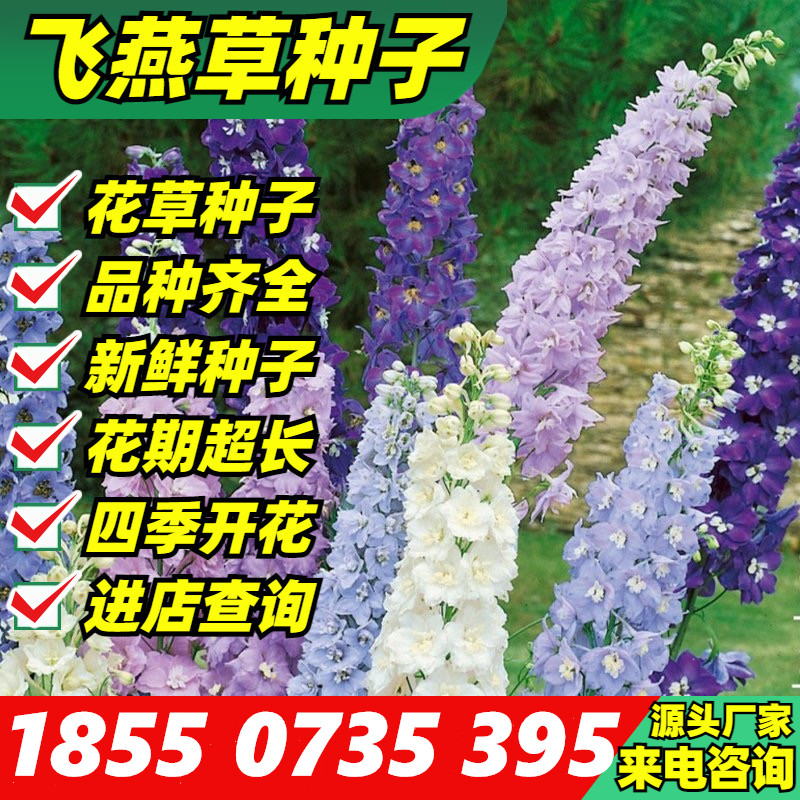 四季耐寒多年生花种子籽四季播种