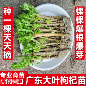 枸杞树苗食用枸杞叶苗大叶枸杞苗种植苗南方新鲜蔬菜枸杞子盆栽