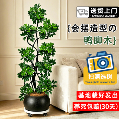 客厅落地鸭脚木老桩盆栽常青