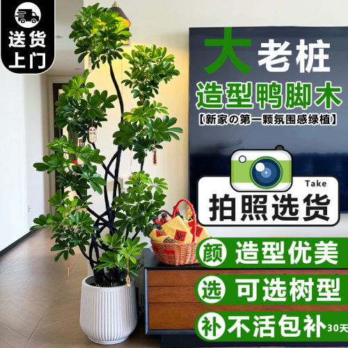鸭脚木客厅大盆栽绿植高级感室内