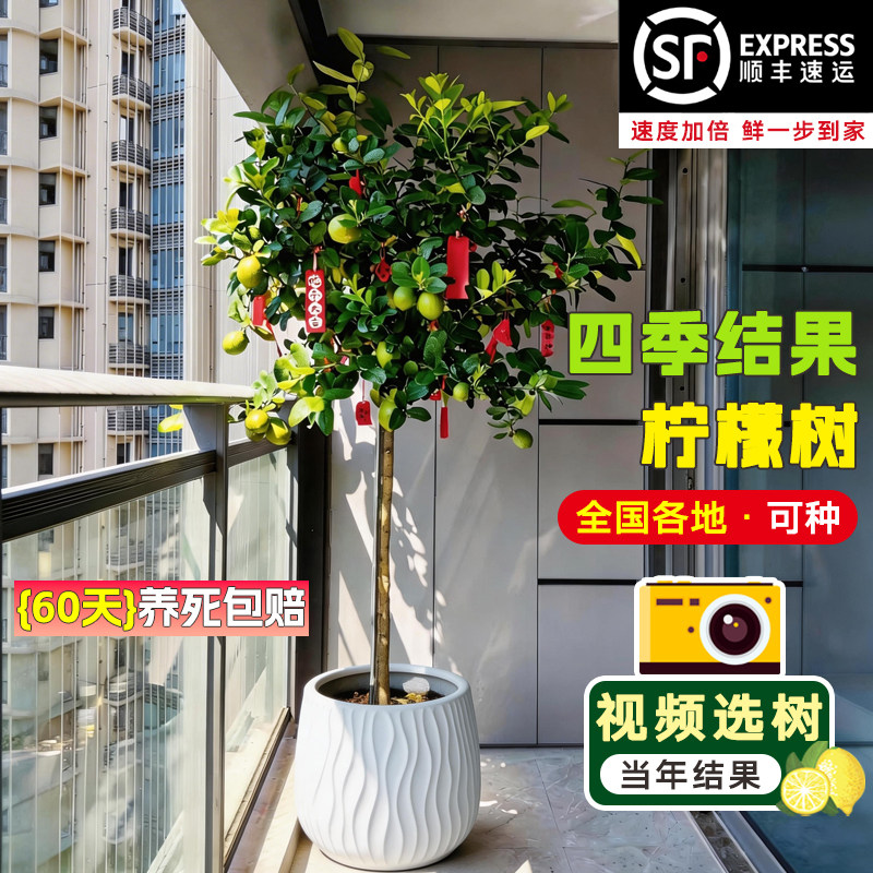 香水柠檬树盆栽带果可食易养图片