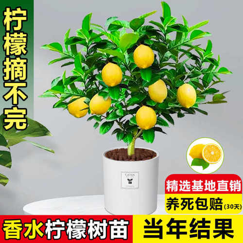 香水柠檬树苗四季开花结果盆栽