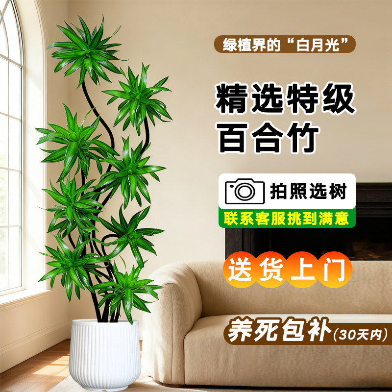老桩造型百合竹客厅大型绿植室内花卉绿植真花四季常青盆栽盆景,鲜花速递/花卉仿真/绿植园艺,大型绿植/成品组合盆栽,淘宝优惠券,粉丝福利购,淘宝优惠卷