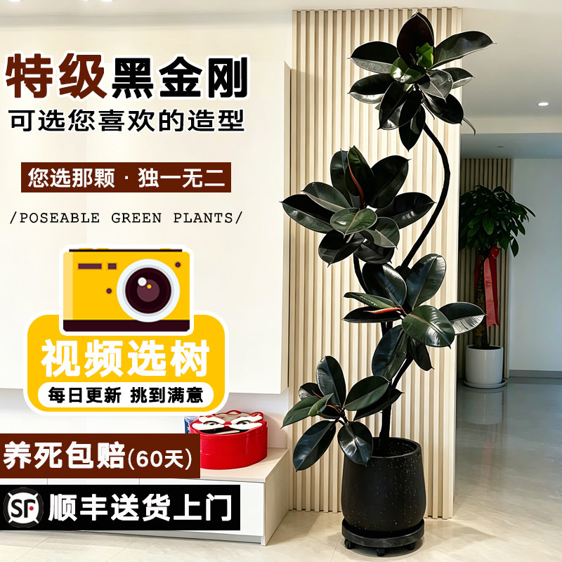 黑金刚橡皮树客厅大型绿植高级感造型大盆栽轻奢办公室好养真植物