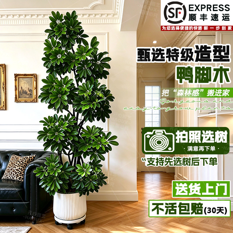造型鸭脚木客厅大盆栽鹅掌木盆景植物室内高级感大型观叶四季绿植