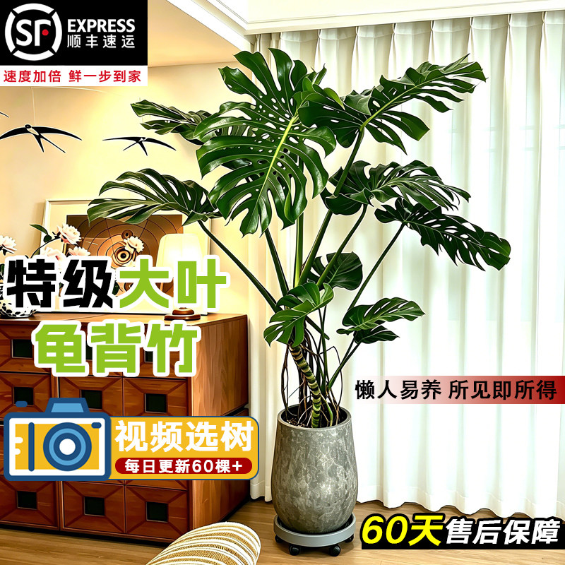 客厅落地龟背竹老桩大叶盆栽图片