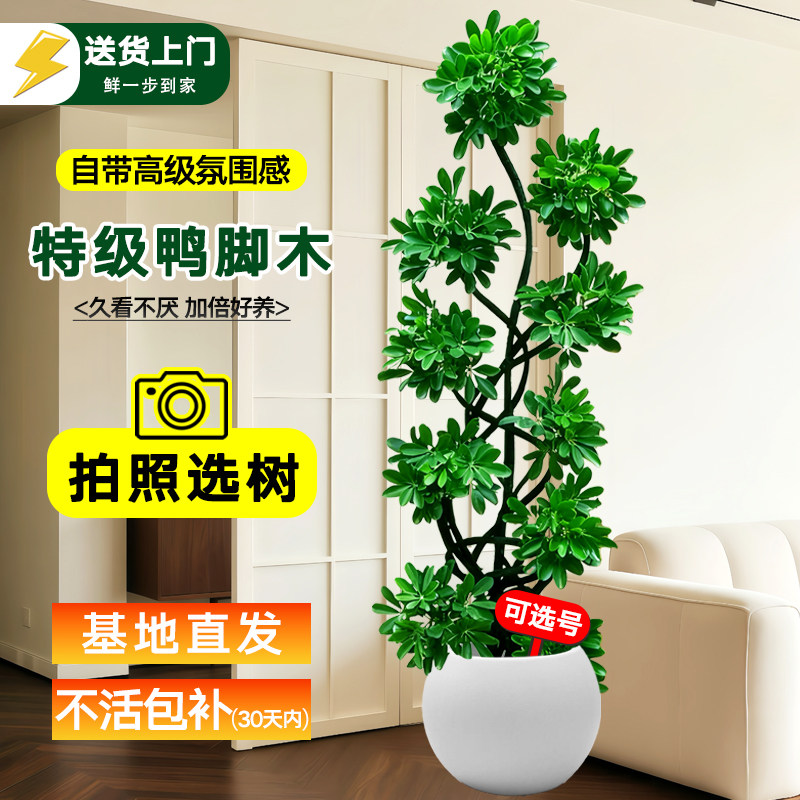 造型鸭脚木客厅大盆栽鸭掌木鹅掌柴室内绿植大型四季常青大型植物