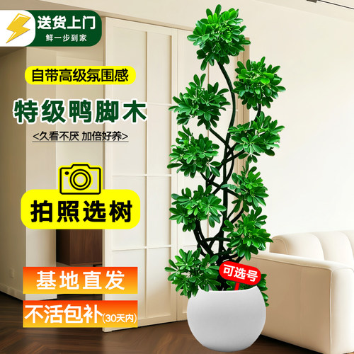 可选造型鸭脚木客厅大盆栽绿植