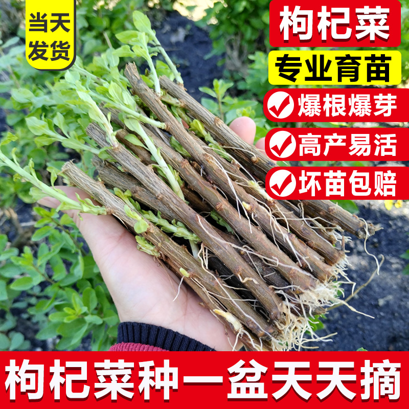 枸杞树苗菜苗枸杞盆景老桩枸杞子树苗盆栽植物室内菜苗南方种绿植