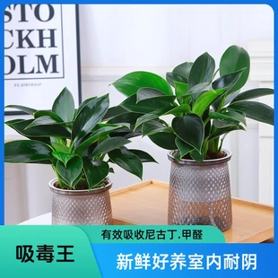 绿植绿公主盆栽客厅室内净化空气好养的优选茂盛发货办公植物盆栽