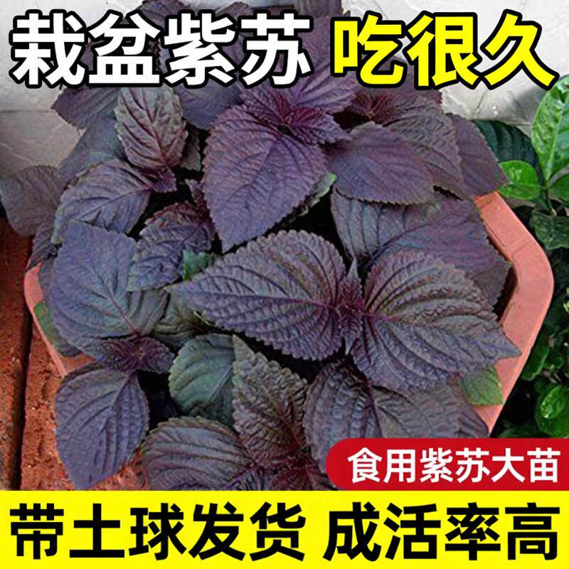 紫苏苗带土食用老品种大叶药用鲜活阳台盆栽四季蔬菜秧苗好养易活