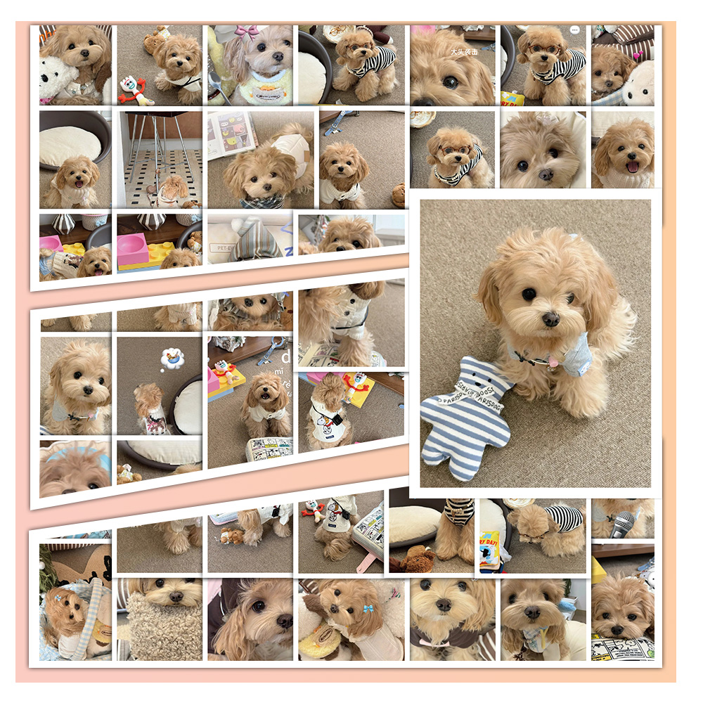 马尔泰小狗贴纸防水贴