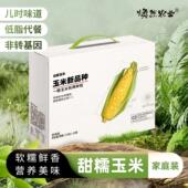 焕然农业远系三号甜糯玉米礼盒装 真空独立包装 10支白糯玉米棒