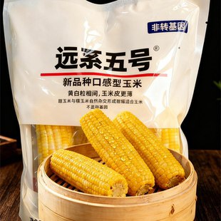 远系5号五号玉米甜糯杂交新鲜自然熟非转基因香甜糯真空5根装
