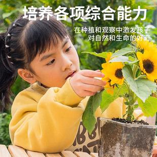 儿童种植小盆栽幼儿园小学生向日葵草莓种子凤仙花种孑籽种植观察