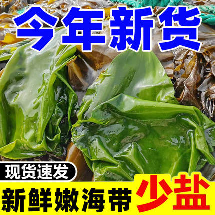 打饭包的海带2025新鲜盐渍啧海带凉拌专用大连特嫩级海带东北包饭