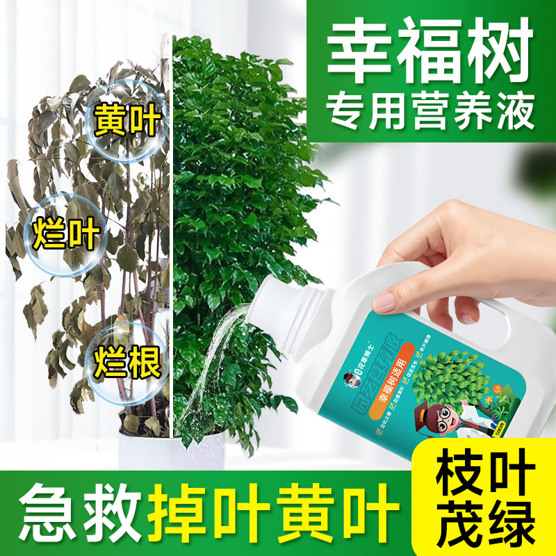 幸福树专用肥料营养液掉叶黄叶斑