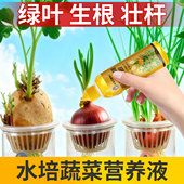 水培蔬菜营养液大蒜洋葱植物通用型肥幼儿园室内花生胡萝卜培养液