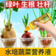 水培蔬菜营养液大蒜洋葱植物通用型肥幼儿园室内花生胡萝卜培养液