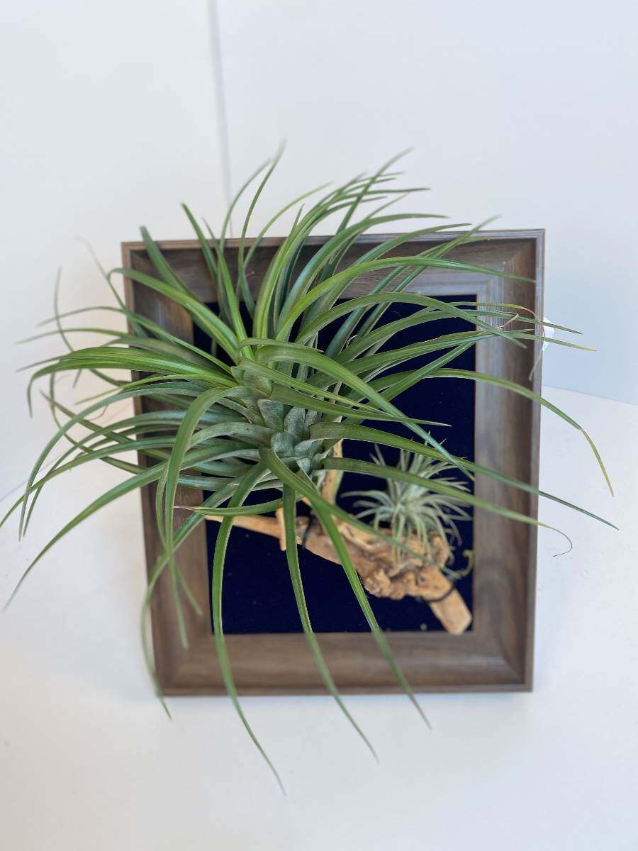 空气凤梨相框板植空气凤梨室内桌面墙面装饰可定制空气凤梨相框aa