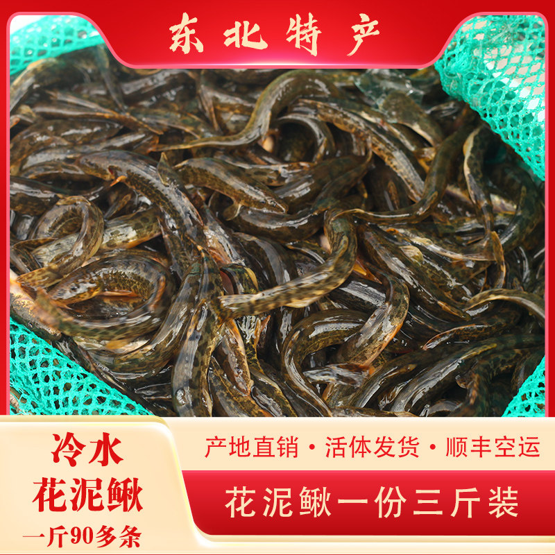 【顺丰发货】保鲜不包活辽宁冷水花泥鳅鱼一份一斤装(3斤起包邮