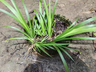 新品石菖蒲文人雅客窗台茶几阳台室内书房水培耐阴大叶原生石易样