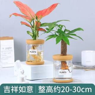 新品货水培植物桌面盆景绿植红小盆栽办公室桌面小绿植好养四季代