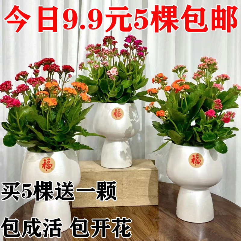 长寿花苗盆栽带根重瓣多年生春节花卉巴黎全年开花室内外绿植花卉怎么看?