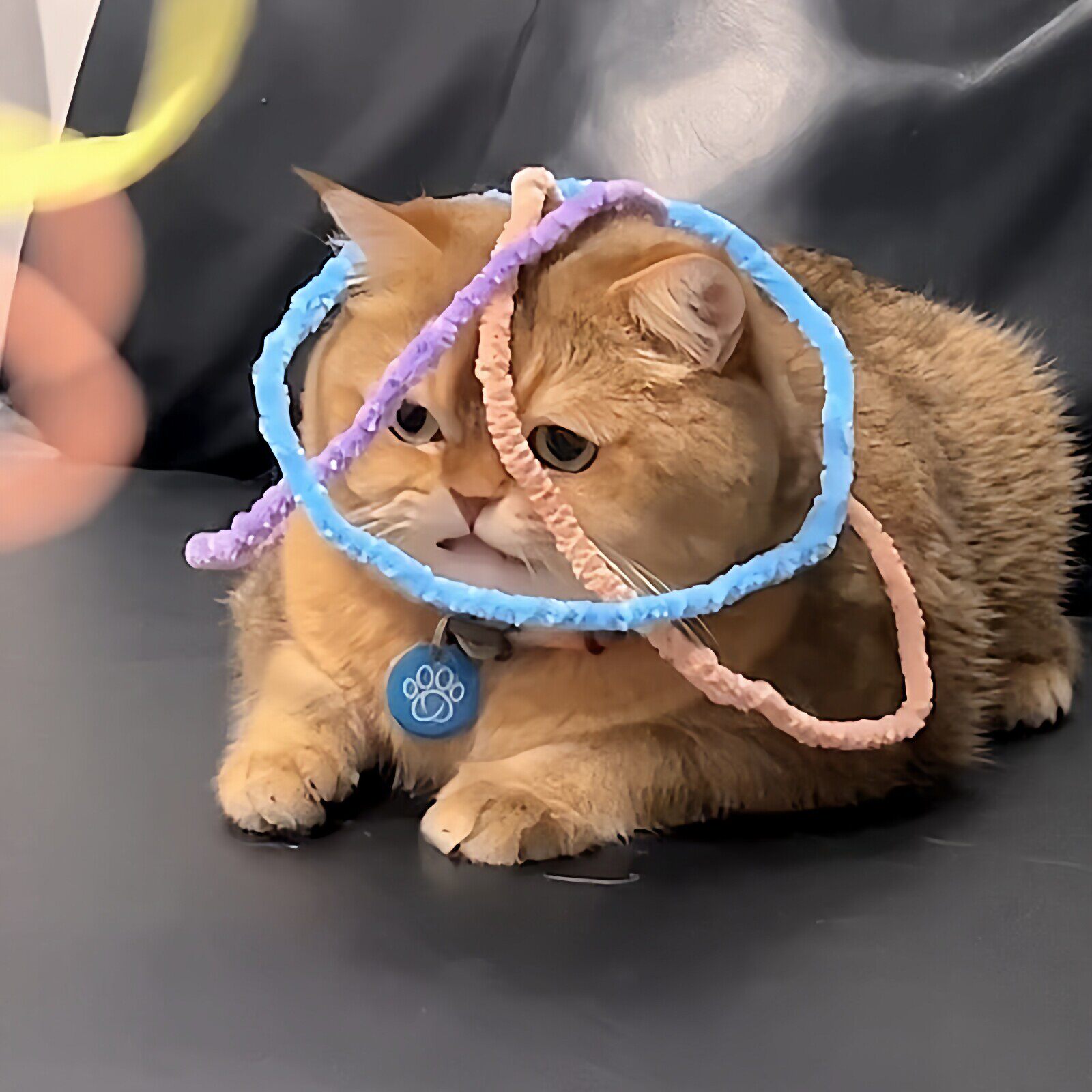 【扭扭棒温和款】猫咪套图片