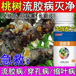 流胶净桃树流胶病专用药桃树流胶病杀菌剂病全治果树流胶专用药