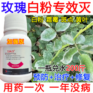 玫瑰白粉病杀菌剂玫瑰白粉病专用药几丁聚糖白粉炭疽霜霉病专用